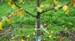 Kako zaščititi jabolko od glodalcev za zimo